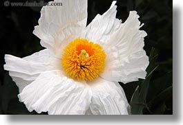 images/California/Mendocino/Flowers/white-n-yellow-flower-2.jpg