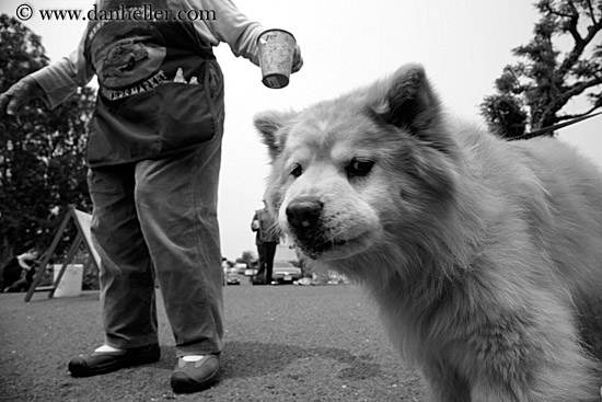 chow-dog-bw.jpg