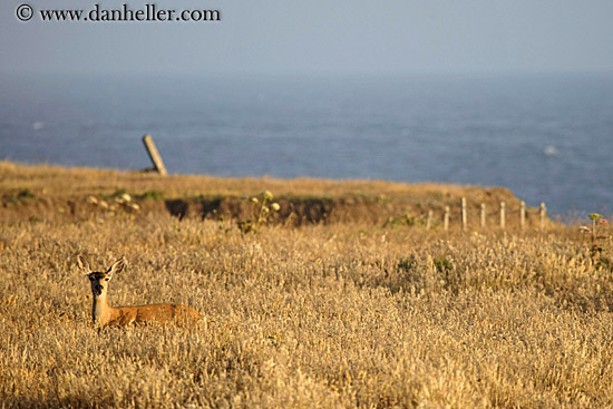 deer-in-field.jpg