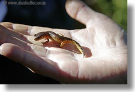 images/California/Mendocino/Misc/salamander.jpg