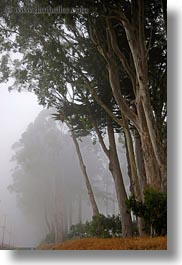 images/California/Mendocino/Trees/Eucalyptus/eucalyptus-n-fog-3.jpg