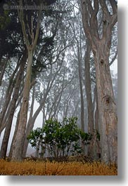 images/California/Mendocino/Trees/Eucalyptus/eucalyptus-n-fog-7.jpg