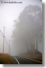images/California/Mendocino/Trees/Eucalyptus/eucalyptus-n-road-in-fog-1.jpg