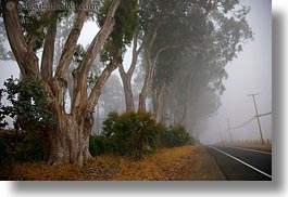 images/California/Mendocino/Trees/Eucalyptus/eucalyptus-n-road-in-fog-2.jpg