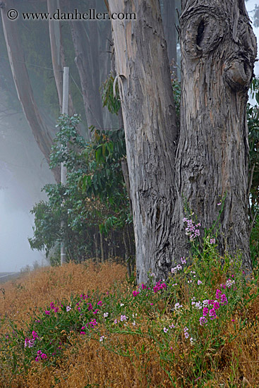 flowers-n-eucalyptus-2.jpg