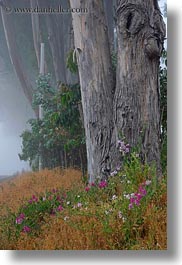 images/California/Mendocino/Trees/Eucalyptus/flowers-n-eucalyptus-2.jpg