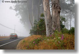 images/California/Mendocino/Trees/Eucalyptus/flowers-n-eucalyptus-n-car-1.jpg