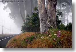 images/California/Mendocino/Trees/Eucalyptus/flowers-n-eucalyptus-n-road-1.jpg
