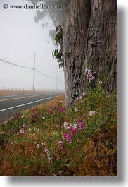 images/California/Mendocino/Trees/Eucalyptus/flowers-n-eucalyptus-n-road-2.jpg