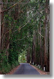 images/California/Mendocino/Trees/Eucalyptus/road-n-eucalyptus.jpg
