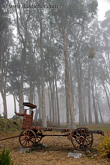 stage_coach-n-eucalyptus-in-fog-1.jpg