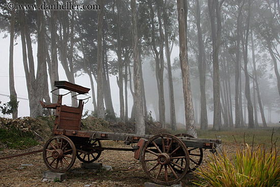 stage_coach-n-eucalyptus-in-fog-2.jpg