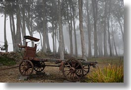 images/California/Mendocino/Trees/Eucalyptus/stage_coach-n-eucalyptus-in-fog-2.jpg