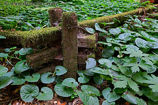 fence-in-leaves-3.jpg