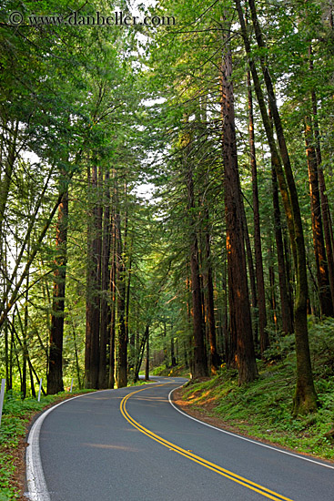 street-in-redwoods-2.jpg