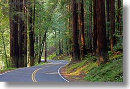 images/California/Mendocino/Trees/Redwoods/street-in-redwoods-3.jpg