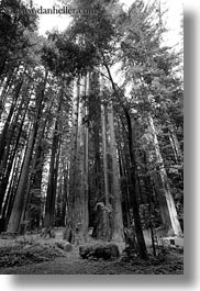 images/California/Mendocino/Trees/Redwoods/tall-redwoods-bw.jpg