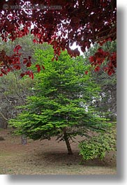 images/California/Mendocino/Trees/pine-tree-n-red-leaves.jpg