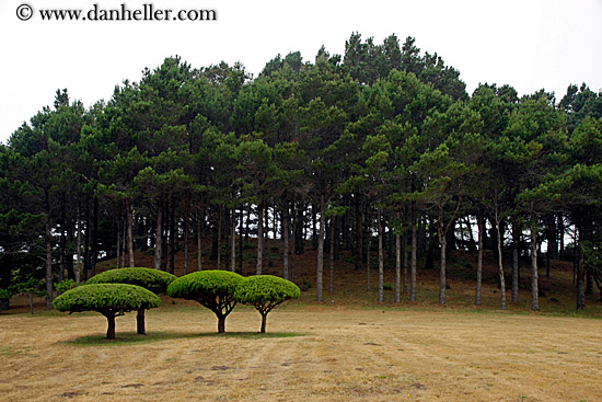 round-top-trees-03.jpg