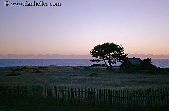 tree-house-dusk-sil3.jpg