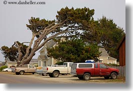 images/California/Mendocino/Trees/tree-leaning-over-trucks.jpg