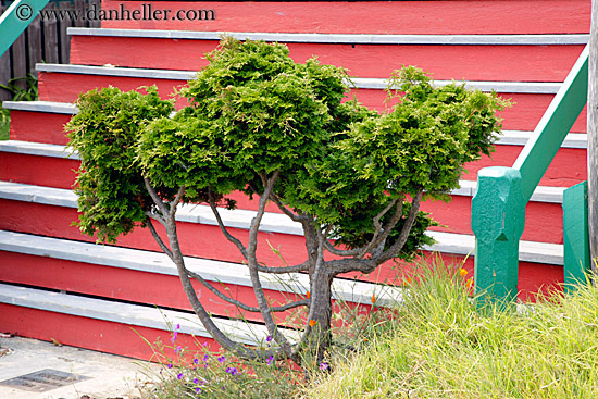 tree-n-red-stairs.jpg