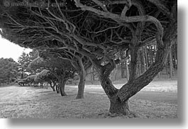 images/California/Mendocino/Trees/under-trees-n-path-3-bw.jpg