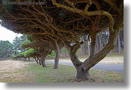 images/California/Mendocino/Trees/under-trees-n-path-3.jpg