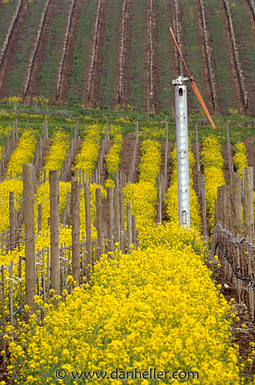 vineyard-windmill.jpg