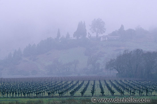 vineyard05.jpg