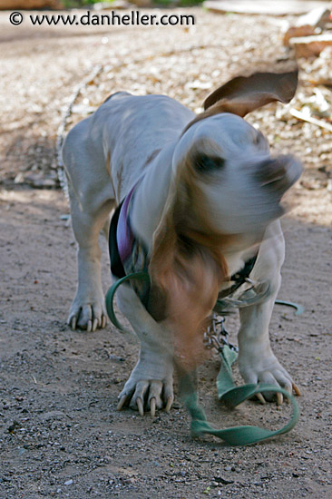 basset-ear-flopping-1.jpg