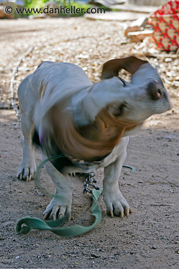 basset-ear-flopping-2.jpg