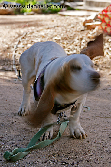 basset-ear-flopping-3.jpg