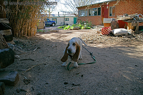 basset-hound-1.jpg