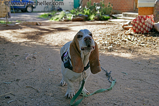 basset-hound-2.jpg