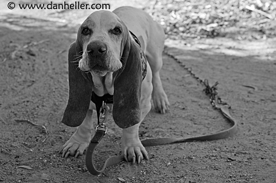 basset-hound-bw.jpg