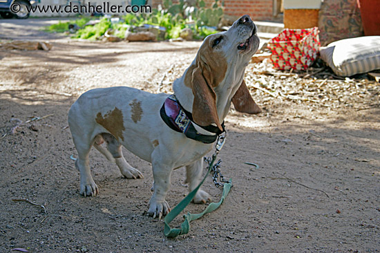 basset-howl.jpg