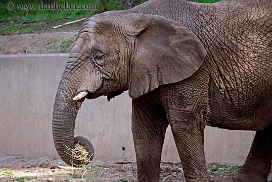 african-elephant-02.jpg