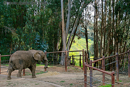 african-elephant-03.jpg