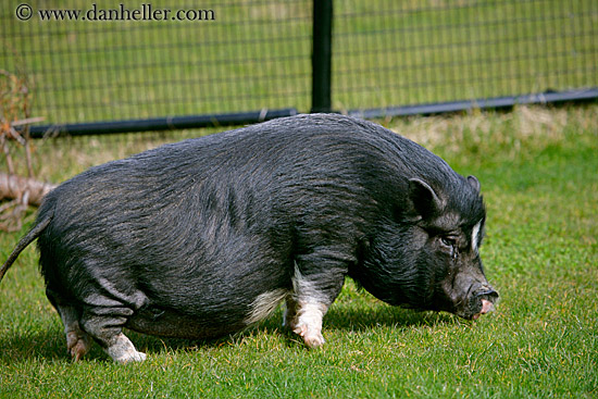 asian-potbellied-miniature-pig-01.jpg