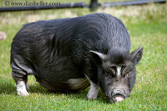 asian-potbellied-miniature-pig-02.jpg