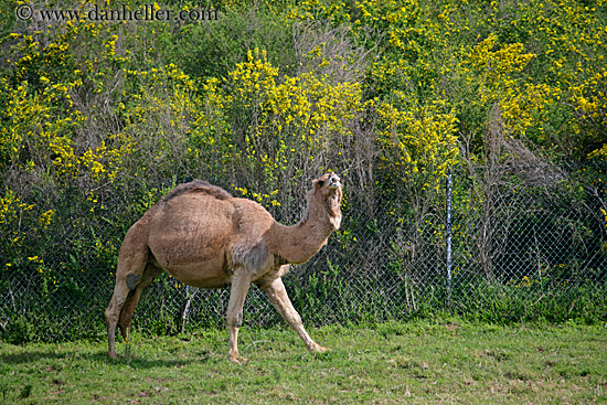 dromedary_camel-01.jpg