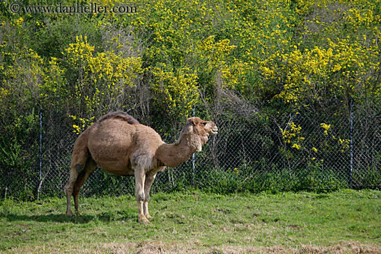 dromedary_camel-02.jpg