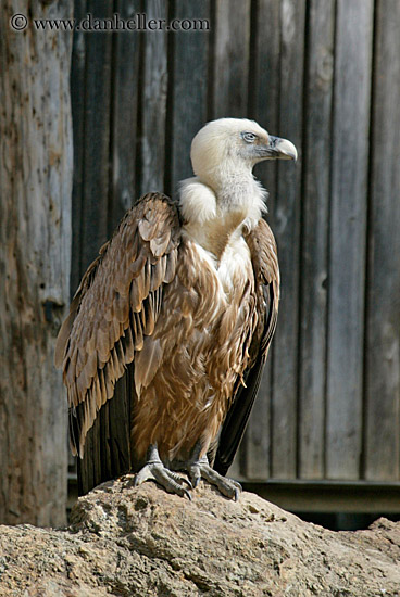 griffon-vulture.jpg