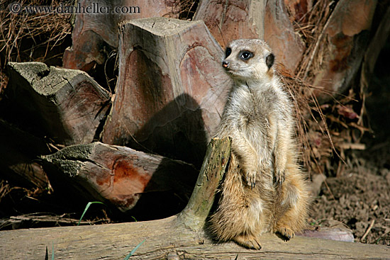 meerkat-01.jpg