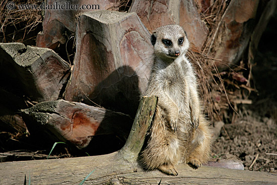 meerkat-02.jpg