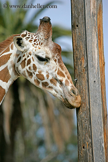 reticulated_giraffe-01.jpg