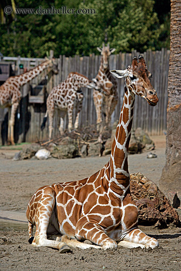 reticulated_giraffe-03.jpg