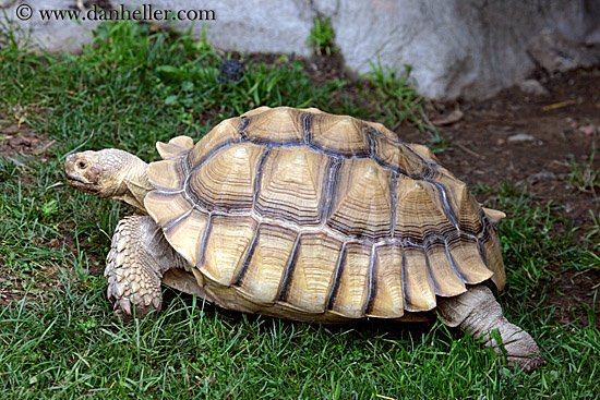 spurred_tortoise-01.jpg