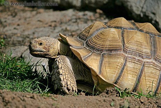 spurred_tortoise-02.jpg